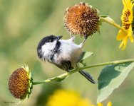 Chickadee-1000.jpg