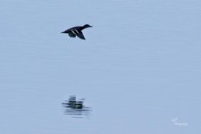 10-03-21-CR-_D502441-ON1.jpg