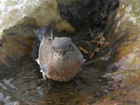 Bluebird3.jpg