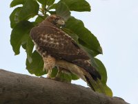 Hawk2.jpg