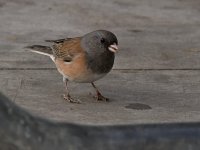 Junco.jpg