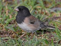 Junco5.jpg