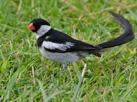 Whydah3.jpg