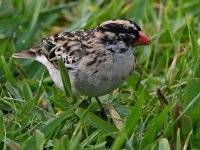 Whydah8.jpg