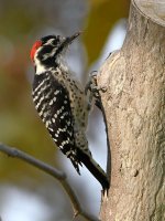 Woodpecker6.jpg