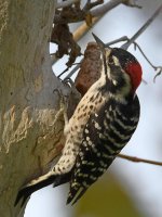 Woodpecker8.jpg