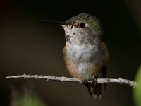 Hummer15.jpg