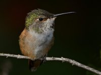 Hummer18.jpg