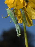 Mantis4.jpg