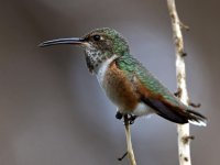 Hummer2.jpg