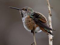 Hummer5.jpg