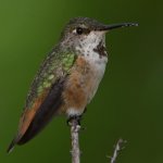 Hummer16.jpg
