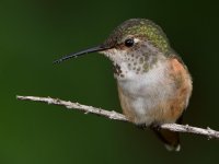 Hummer25.jpg