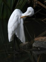 Egret.jpg