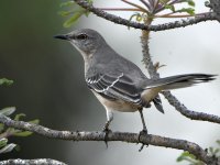 Mockingbird.jpg