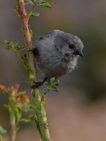 Tit.jpg