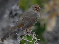 Towhee4.jpg