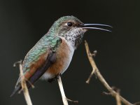 Hummer3.jpg