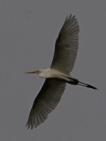 Egret7.jpg