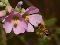 Bee2.jpg