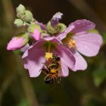 Bee.jpg