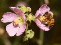 Bee4.jpg