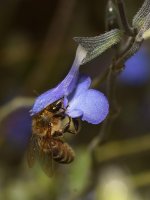 Bee5.jpg
