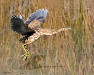 Bittern-1000.jpg