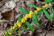 Yellow Frond DeNoise-1.jpg