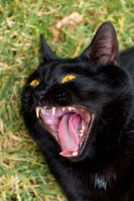 Dell Laugh 2-1.jpg
