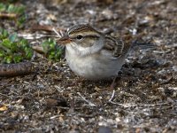 ChippingSparrow2.jpg