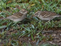 ChippingSparrow3.jpg