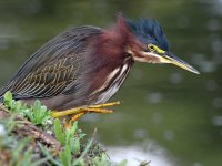 GreenHeron.jpg