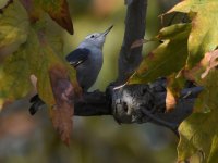 Nuthatch2.jpg