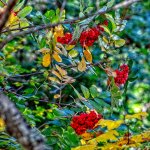 DSC_1885-Edit.jpg