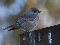 Bluebird2.jpg