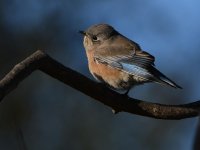 Bluebird12.jpg