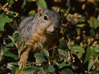 Squirrel.jpg