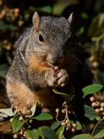 Squirrel4.jpg