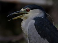 BCNH8.jpg