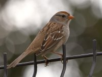 Sparrow2.jpg