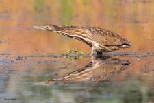 BitternFishing-10.jpg