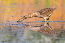 BitternFishing-11.jpg