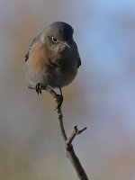 BlueBird5.jpg