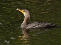 Cormorant.jpg