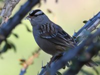 Sparrow2.jpg