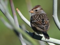 Sparrow3.jpg