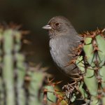 Towhee.jpg