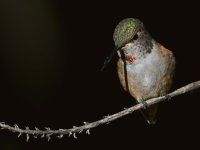 Hummer2.jpg