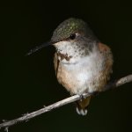 Hummer11.jpg